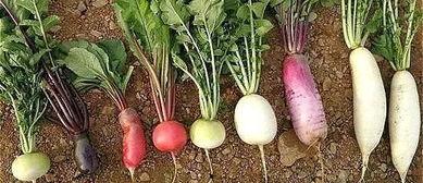 吃瓜赛人参吗,揭秘网络热议背后的真相