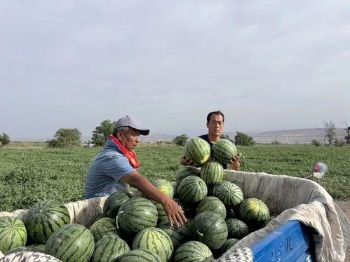 陡坡吃瓜,揭秘夏日消暑新潮流