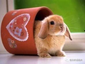 吃瓜兔子酱身世,身世之谜揭开，揭秘网络红人的成长历程