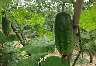 大瓜带刺玫瑰怎么吃