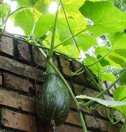 甘交院吃瓜,揭秘校园里的那些“瓜”